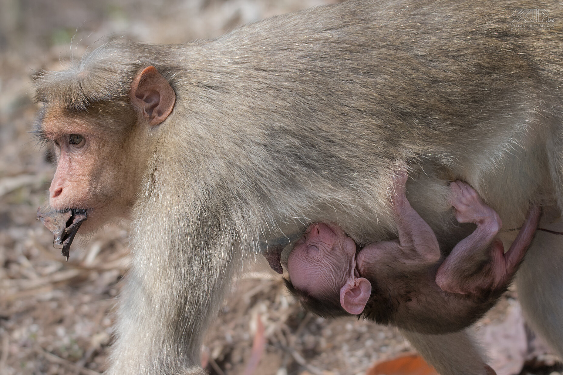 Kabini - Indische kroonaap baby Toen we terug kwamen bij de lodge na de safari merkten we dat er was een vrouwelijke Indische kroonaap (Bonnet macaque, Macaca radiata) een pasgeboren baby aan het verzorgen was. De andere leden van de apenfamilie kwamen allemaal kijken naar de schattige pasgeboren baby. Daarna at de moeder de placenta op. Stefan Cruysberghs